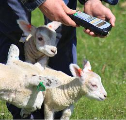Lambing Records With EID
